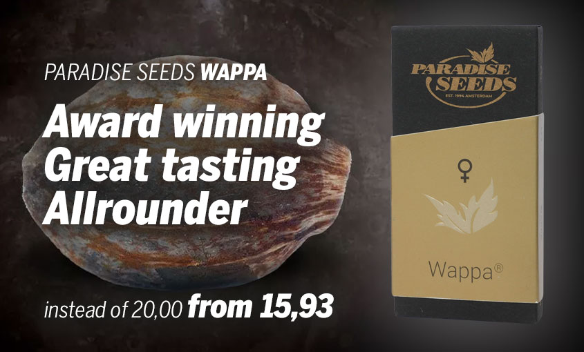 Paradise Seeds Wappa | Feminized | 3/5/10/50 seeds